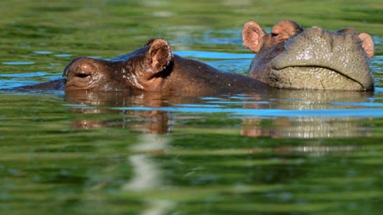 World's 'oldest' hippo dies at Philippine zoo
