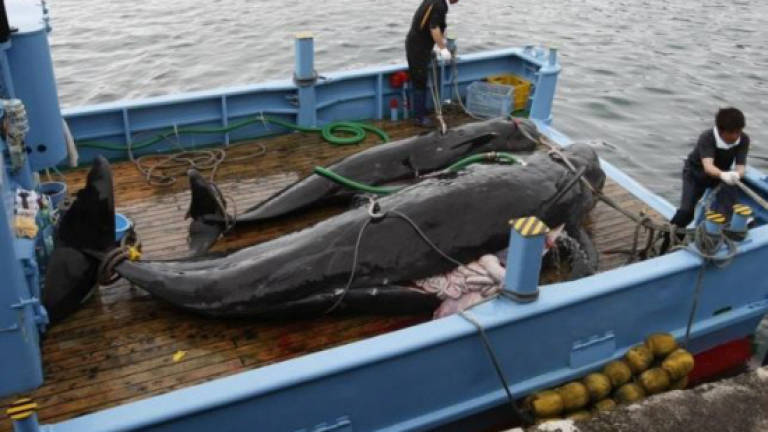 Japan captures 115 whales in north-western Pacific despite criticism