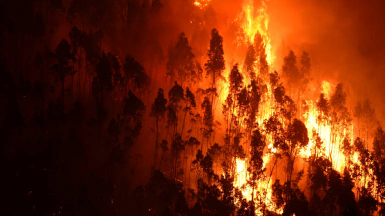 Forest fires contributed to record global tree cover loss