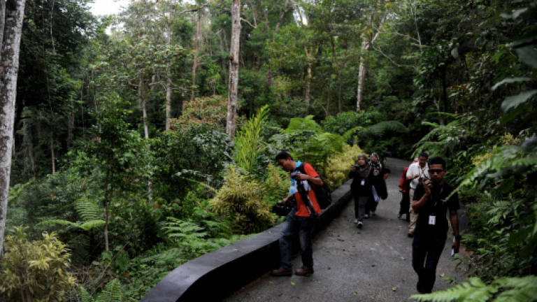 Six hikers reported lost while hiking on Bukit Bendera found safe