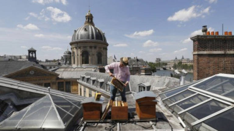 Paris's urban rooftop hives hope to preserve honeybees