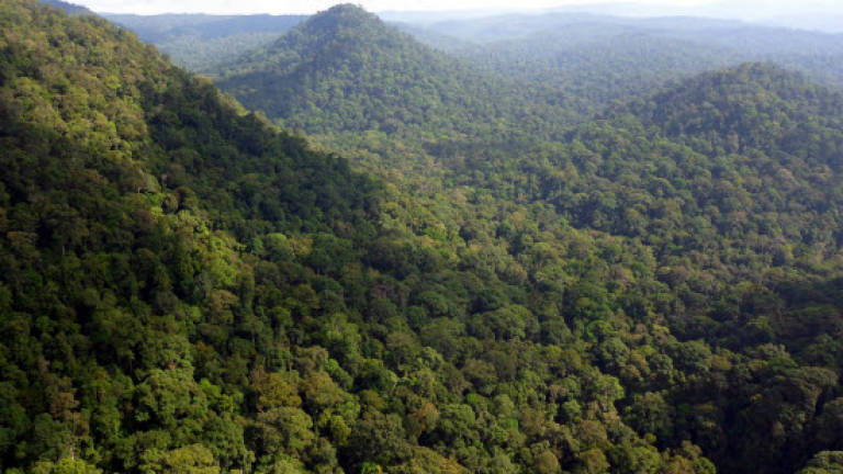 Call to save Ulu Muda as water catchment forest