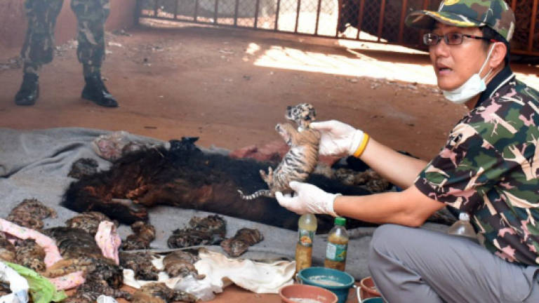 40 dead tiger cubs found in Thailand temple freezer