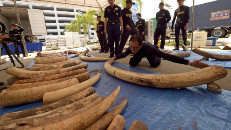 Thai customs make new three-tonne ivory seizure