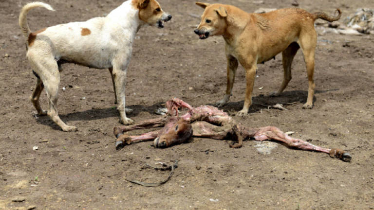 Indian villagers take revenge after three children killed by dogs