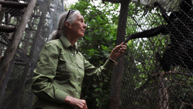 China pillages Africa like old colonialists: Jane Goodall