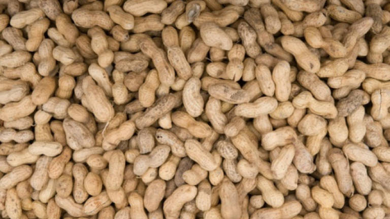 US health authorities: Eating peanuts as baby prevents peanut allergy