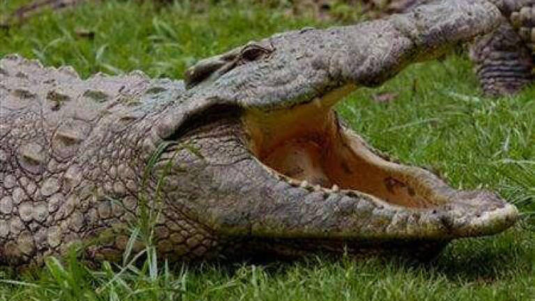 SWAT team handles rogue crocs in Sarawak