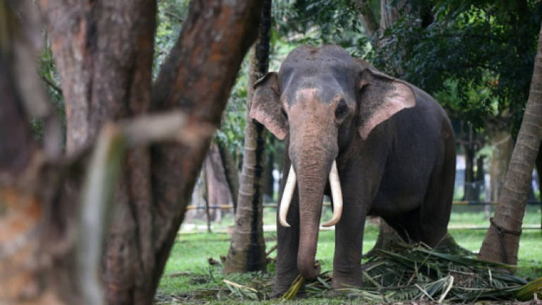 One dead after Sri Lanka temple elephants spark stampede