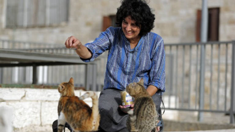 At midnight, Jerusalem Old City's 'cat lady' prowls