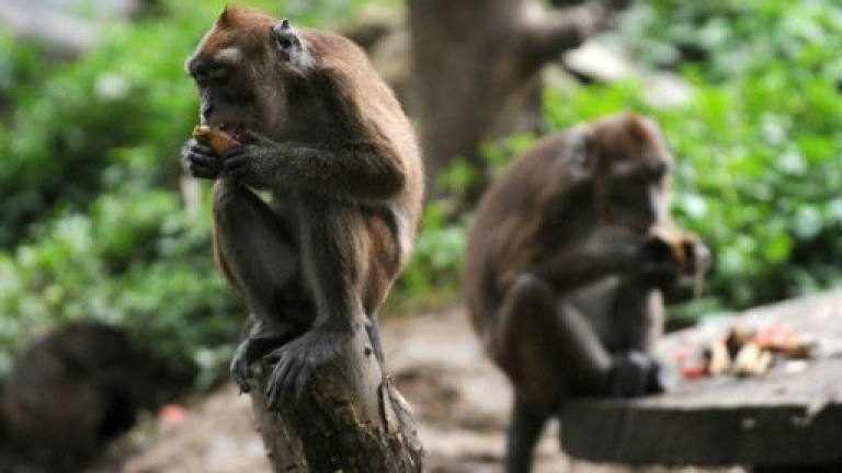 Antibody shields monkeys from 'HIV' for months