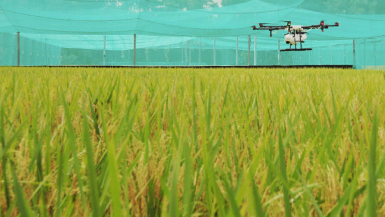 Ministry mulls drone proposal in paddy cultivation