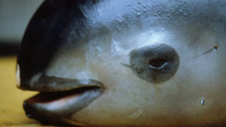 Scientists spot six near-extinct vaquita porpoises
