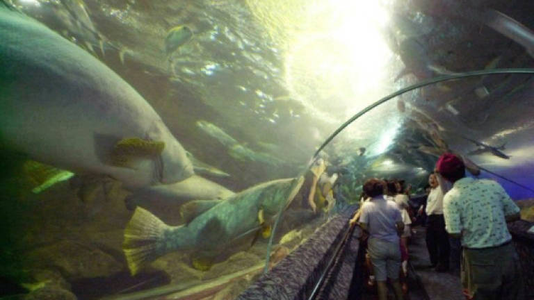 Singapore aquarium diver killed in stingray attack