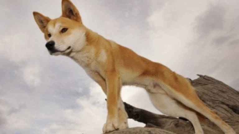 Time-bomb dingoes to kill feral goats on Great Barrier Reef island