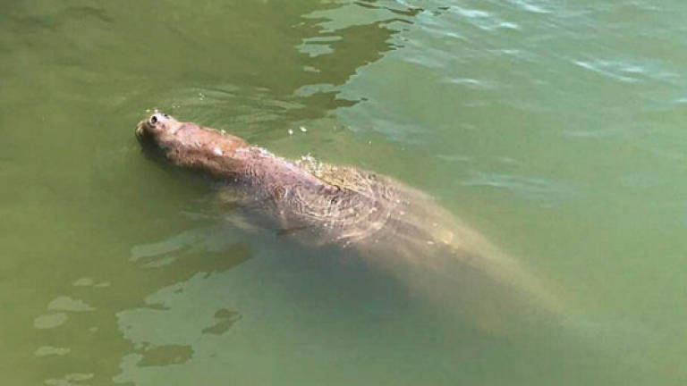 Johor Marine Park optimistic of conserving dugong habitat