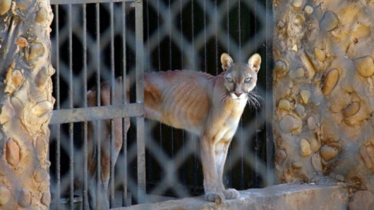 Venezuela's woes spread to zoos as animals feed on each other