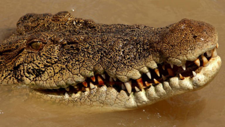 American surfer in hospital after Costa Rica croc attack