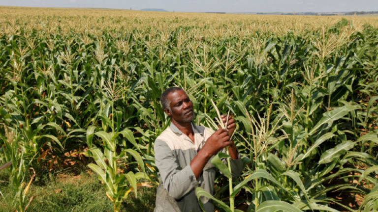 Kenyan researchers unveil new disease-resistant maize varieties
