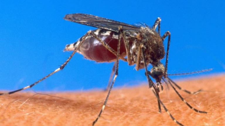 41 malaria cases detected in Pos Kemar Orang Asli Settlement