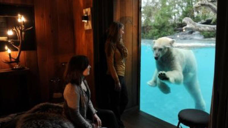 Sleeping with polar bears: French zoos evolve
