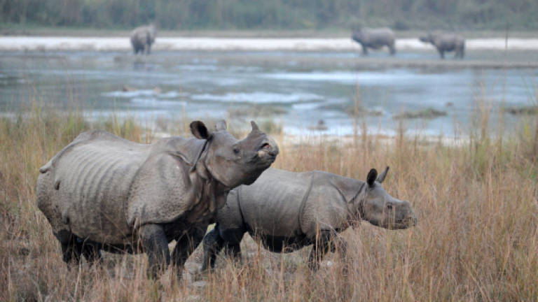Rhino shot by poachers dies in Nepal