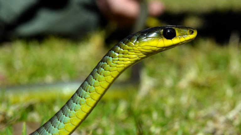 Woman bitten by snake at Australian zoo