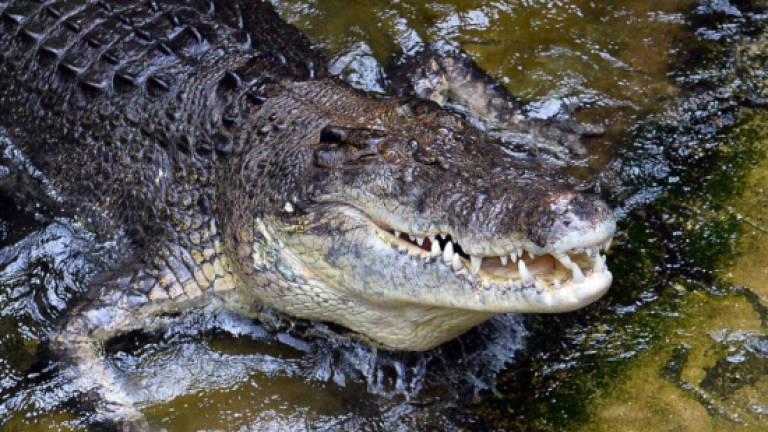 Croc causes shock