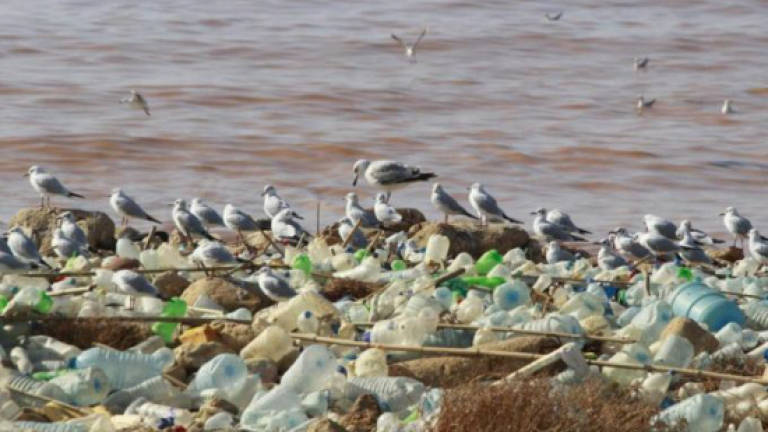 Leachate from landfill affecting fish breeding activities of Pulau Burung fishermen