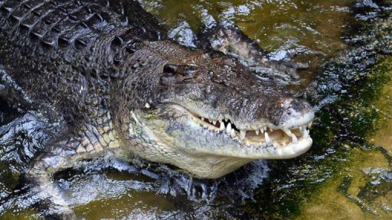 Man lucky to escape croc clutches in Australia