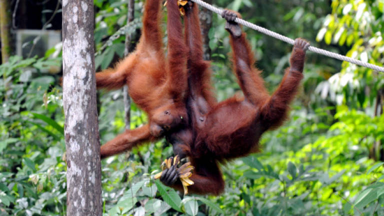 Indonesian 'house pet' orangutans rescued by activists