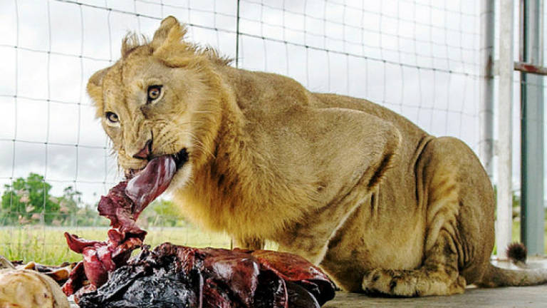 Lion is Sultan Muhammad V's favourite animal