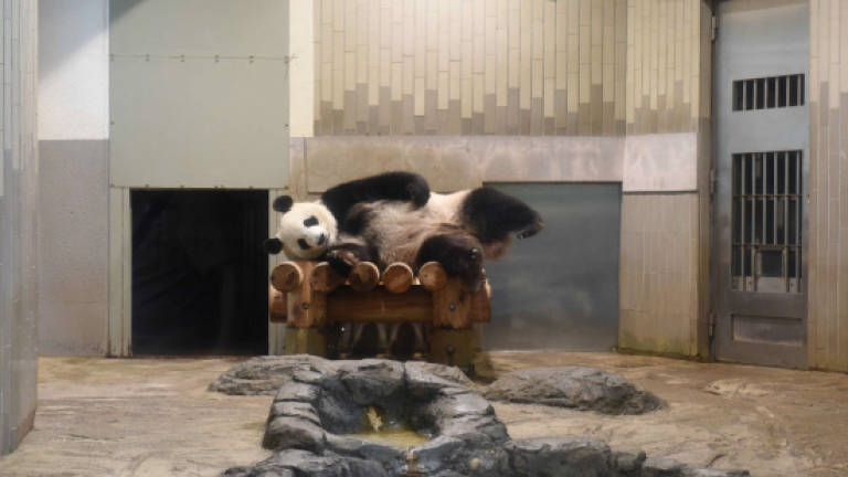 Tokyo zoo visitors flock to view mum-to-be panda
