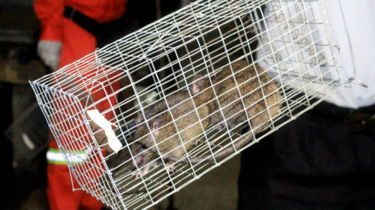 Five KL markets critically infested with rats