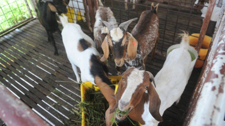 University to implement dairy goat farming project in Besut