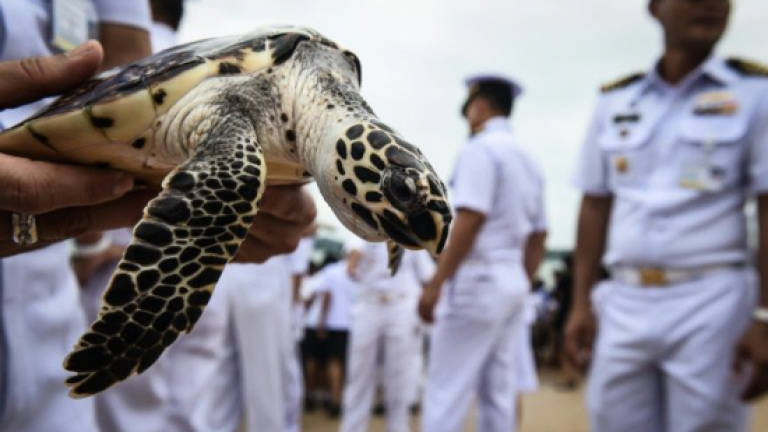 Thais free 1,066 turtles to celebrate King's birthday