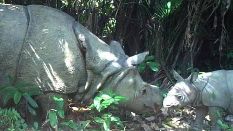 Critically endangered Javan Rhino dies in Indonesia