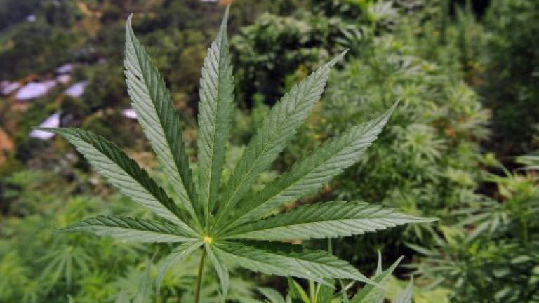 Uruguay to sign up smokers to buy state marijuana