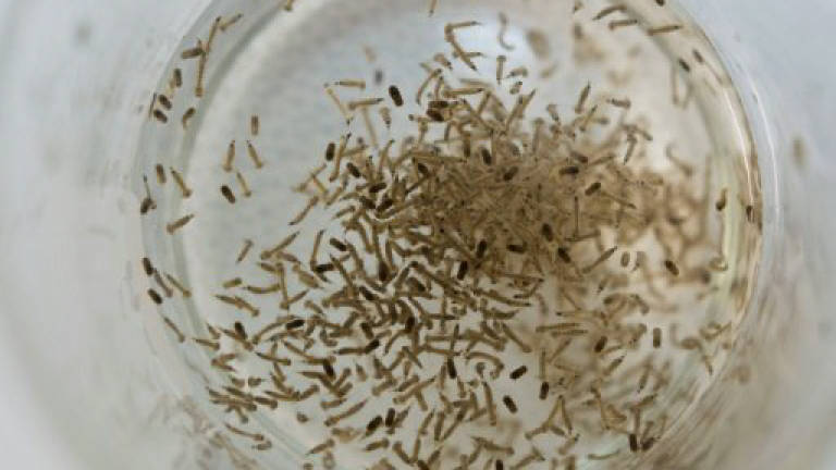 Mosquitoes can spread Zika to their eggs