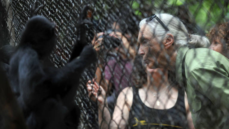 China pillages Africa like old colonialists: Jane Goodall