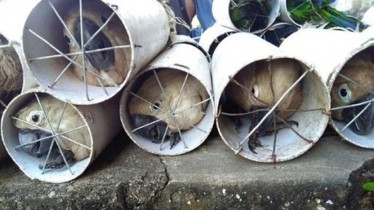 Indonesia smugglers stuffed exotic birds in pipes