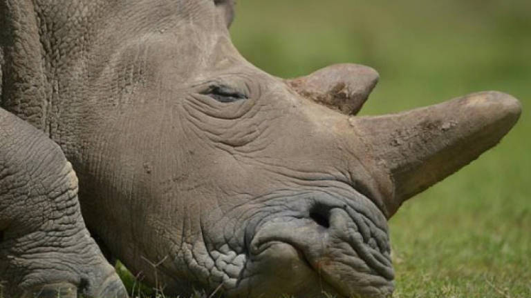 S. Africa opposes online rhino horn auction