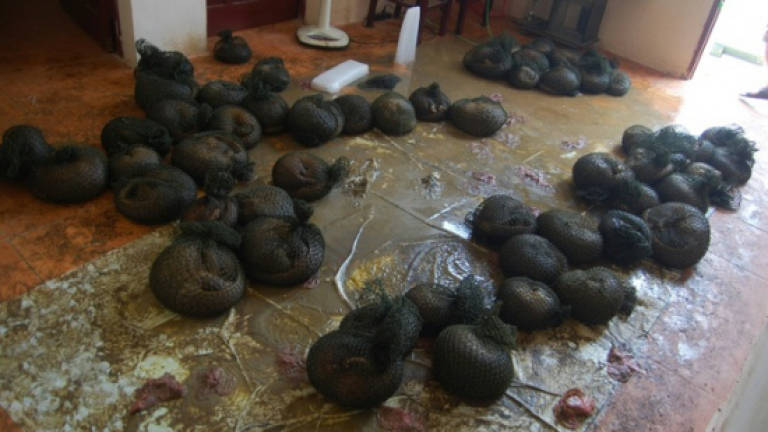 141 smuggled pangolins seized