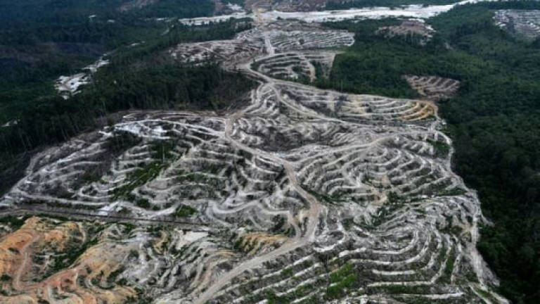 Greenpeace slams Indonesia palm oil industry on deforestation