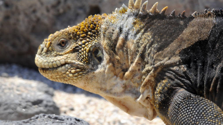 Galapagos iguanas transferred due to overpopulation