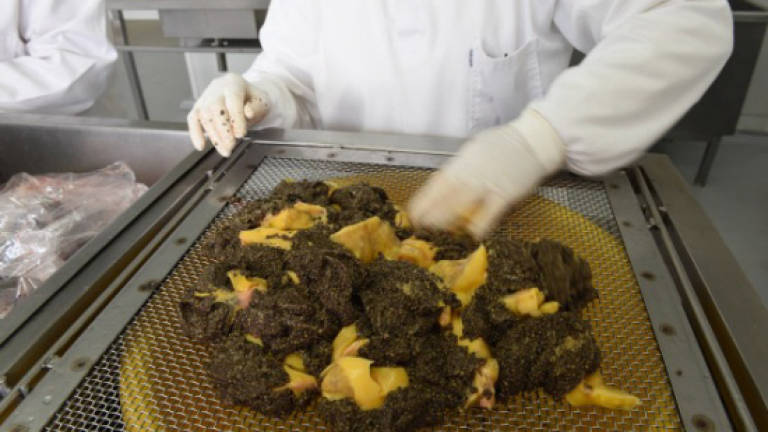One Uruguay fish farm takes on world caviar market