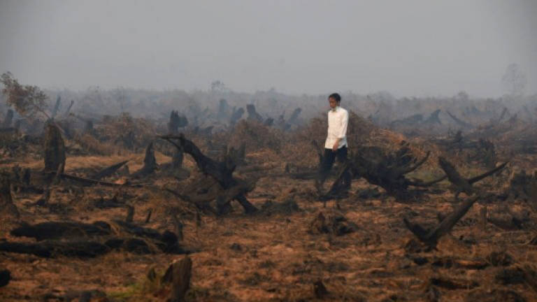 Rash of forest fires breaks out in Indonesia