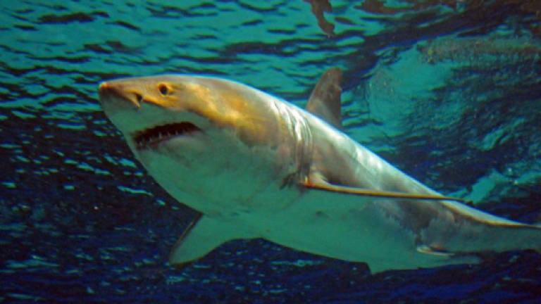 'It was going to eat her': Aussie teen survives shark scare