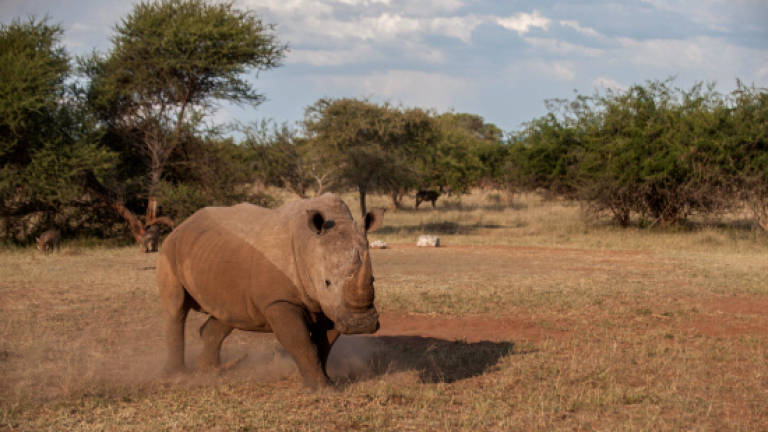 S. Africa's first online rhino horn auction sparks anger