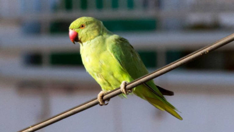 Pretty polly or pests? Dutch in a flap over parakeets